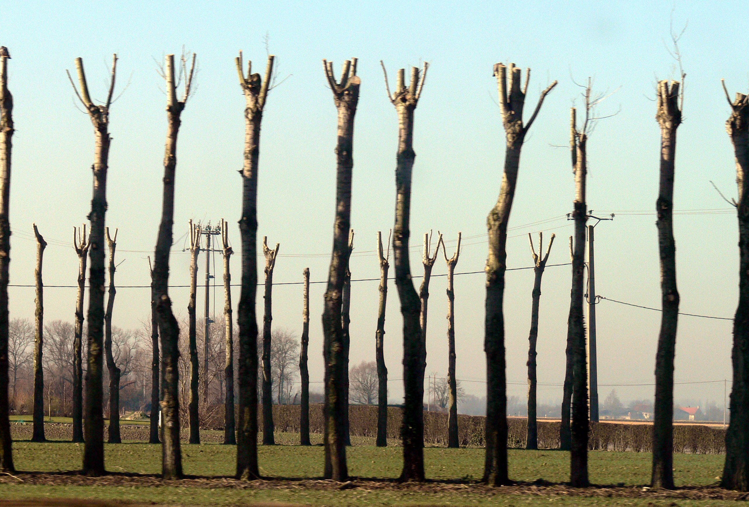 Émondeur d'Emondage Shawinigan Pro qui émonde un arbre